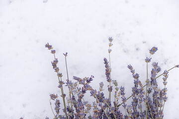 Purple dry lavender on melting snow background. Top view. Copy space.