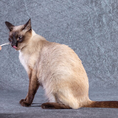 The bright cat of the Thai breed plays with a paper stick. Grey-blue background, close-up