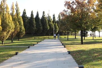 In the city's autumn park, trees grow on green lawns and people walk along the alley.