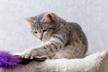 A gray striped kitten is playing with a toy made of purple feathers. Light gray background, close-up