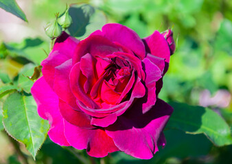Bright, open burgundy-red rose of the Erotic variety in close-up.