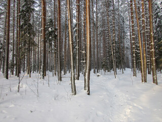 Metallic forest is an illusion created by winter nature from pine trunks with the help of snow, wind and sun