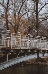 bridge over the river with birds