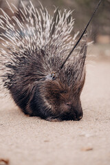 hedgehog on the ground