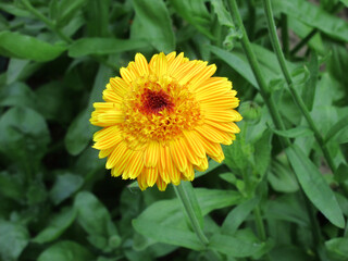 Yellow-orange decorative calendula with striped and serrated petals looks very beautiful against the background of green foliage