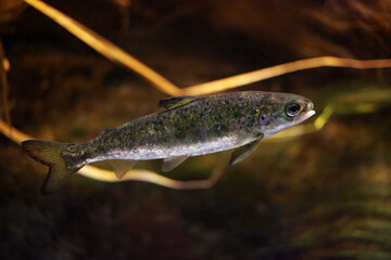 Juvenile of the Atlantic salmon (Salmo salar), a species of ray-finned fish, photographed in...