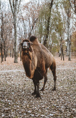 camel in the forest