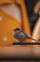 sparrow on a fence