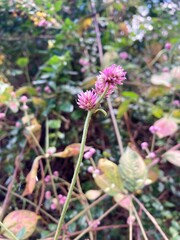 flor pequeña salvaje morada en medio de maleza y bosque natural fondo desenfocado 