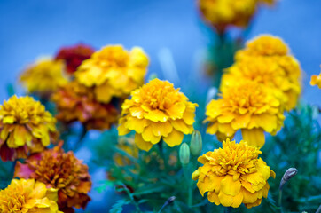 Żółte kwiaty aksamitki na niebieskim tle
