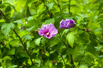 Dwa kwiaty hibiskusa na tle zielonych liści - obrazy, fototapety, plakaty