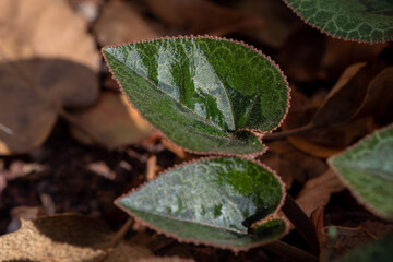 Shiny new leaves of wild Cyclamens that grow abundantly in Kiryat Tivon, Israel
