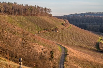 Weinberg im Winter