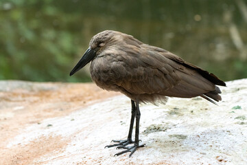 Exotischer Vogel Gewässer schlafen 