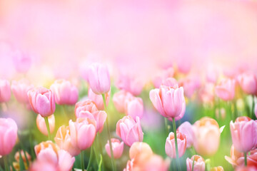 Spring blossoming tulips in garden, springtime bright flowers in the field, pastel and soft floral card, selective focus, shallow DOF, toned - obrazy, fototapety, plakaty
