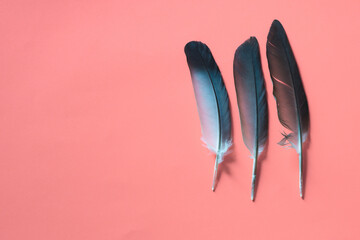 Black feathers on a pink background 