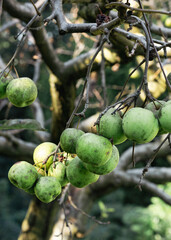 branch with organic green apples