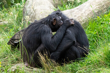 Liebe Amor unter Affen Kuscheln Umarmung 