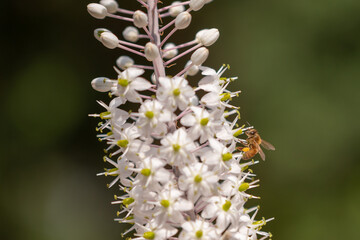 Drimia maritima, Sea onion, Sea Squill which bloom in the Fall in Israel 
