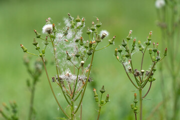 Nahaufnahme Blume Pflanze grün 