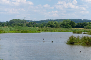 Naturschutzgebiet Ruhrgebiet Wasser Tiere Sommer 
