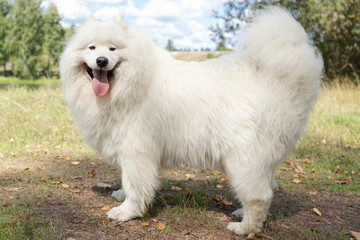 Samoyed. A thoroughbred dog in a public park. Pets