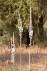 Drimia maritima, Sea onion, Sea Squill which bloom in the Fall in Israel 
