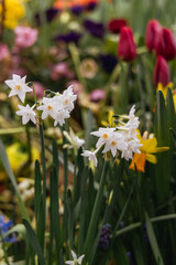 Obraz premium Narcissus Paperwhite Ziva blooms in the garden in autumn