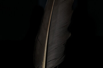 Black and white image of a piece of bird feathers, close-up,Black macro feather,Black raven feathers ,Serbia, Feather, Black Color, Crow - Bird,Abstract, Animal Body Part, Animal Pen, Animal Wing