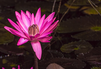 Water Lily in a lake