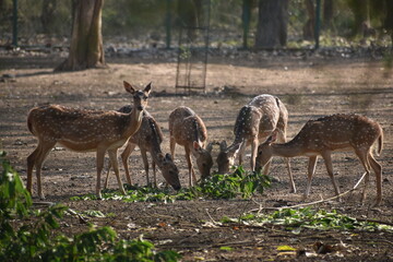 Deers in the park