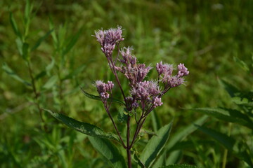 Purple wildflower growing in Minnesota USA. Eutrochium fistulosum also called Joe-Pye weed, Trumpetweed, or Purple thoroughwort, 
