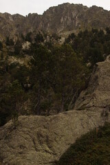 trees in natural park