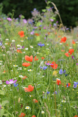 Coquelicots dans une jachère fleurie