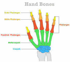 Hand bones anatomy. Carpal, Metacarpal, distal, proximal, middle, intermediate phalanges. Colored human skill, part joint structure. Orthopedic draw. Illustration vector - obrazy, fototapety, plakaty