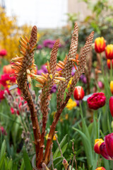 Aloe vera flower blooming in spring