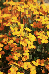 Giroflée jaune et orange	