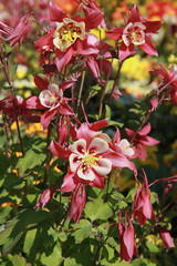 Fleurs d'Ancolie roses Crimson Star	