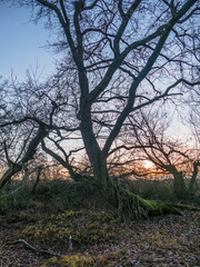 Kahler Baum im Winter