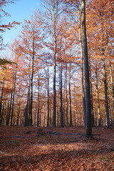 Jesienny las z pięknymi refleksjami, błękitnym niebem i spadłymi liśćmi. Zapowiedź jesieni. Spadające liście w lesie. Las jesienią z błękitnym niebem w tle w okolicach gór Sowich. 