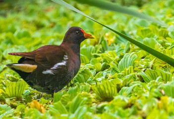 Eurasian Moorhen in a lake