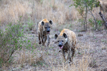 Spotted Hyenas walking