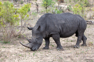 Obraz premium White Rhino