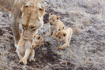 Lion cubs and Lioness
