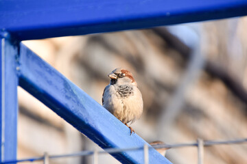a sparrow sits on a fence and looks at the camera