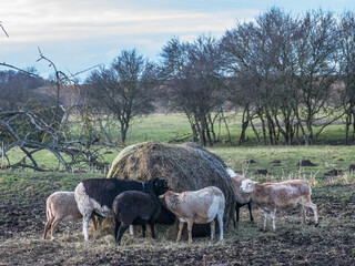 Schafe auf der Weide