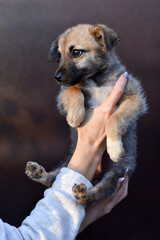 little cute puppy in human hands on brown background