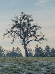 Kahler Baum mit Misteln im Winter
