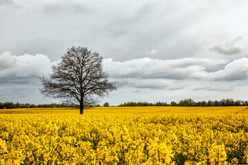 stunning view of a yellow rapeseed field in estonia