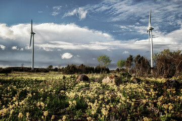 stunning field view with wind generator and flowers